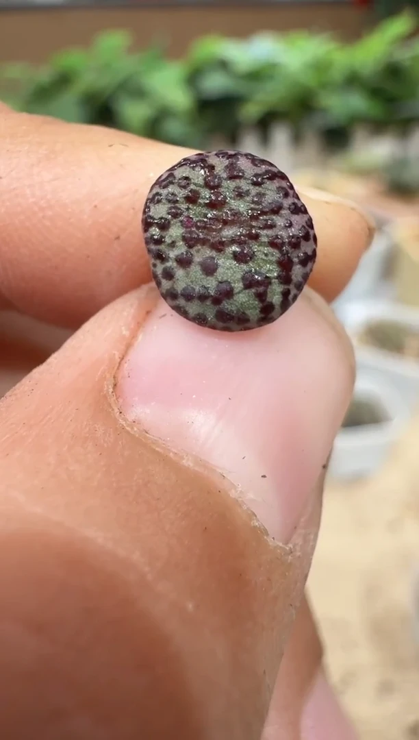 29-146多肉植物肉锥