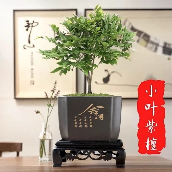 正宗小叶紫檀盆栽老桩造景绿植阳台客厅办公室桌面盆景树苗黑骨茶