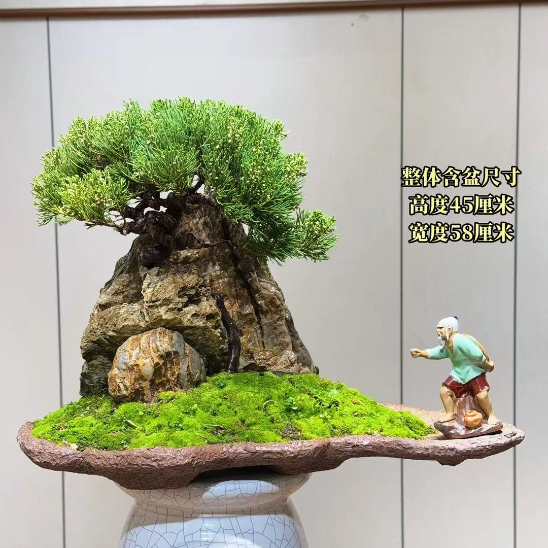【叶胜园艺】精品九龙壁针柏盆景
