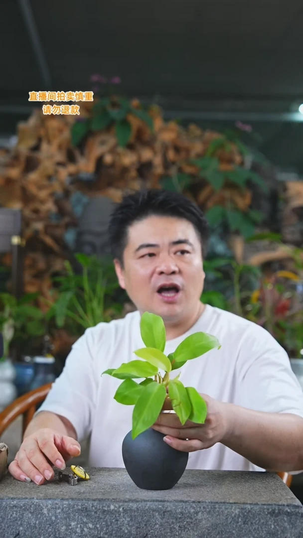 当前无花栽培后可以开花黄金蔓绿绒T