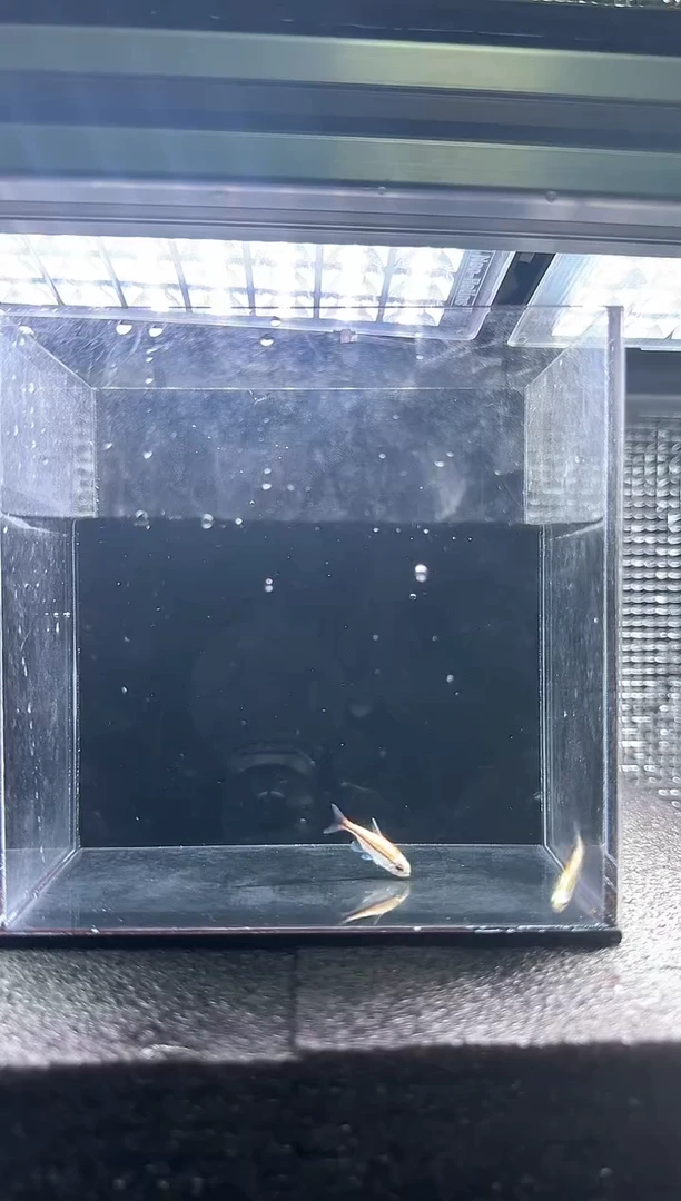 灯科鱼苦*哈白金巧克力
