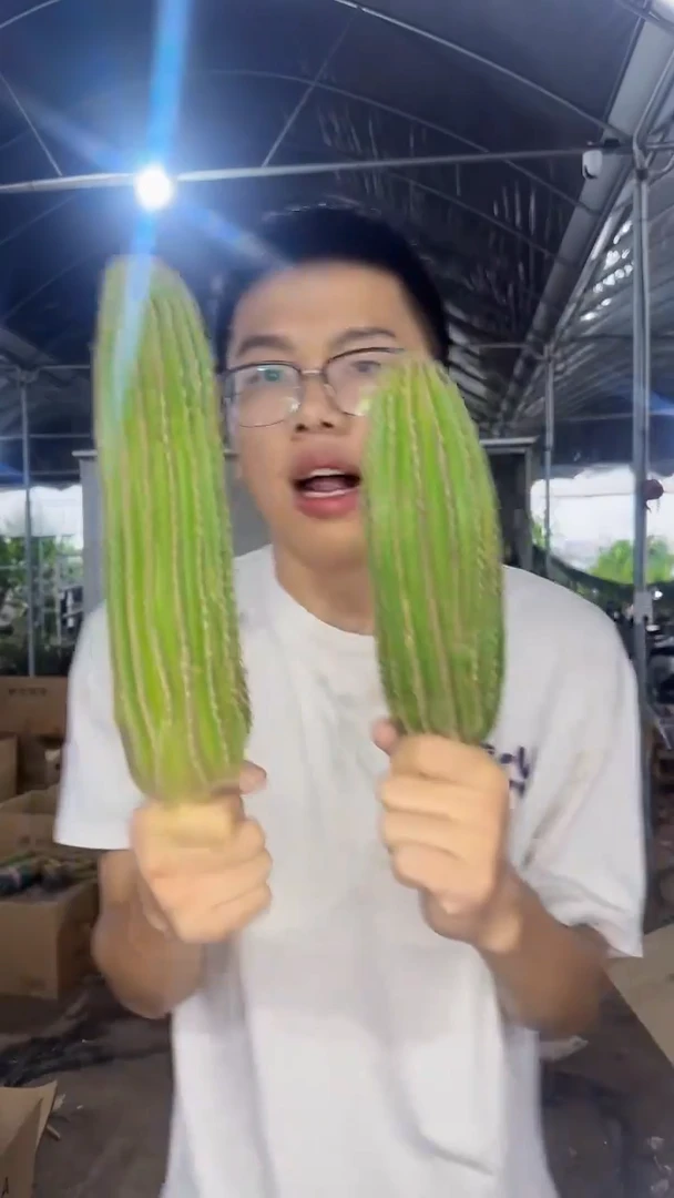 2颗 单头 大凤龙【带根】高13-16cm