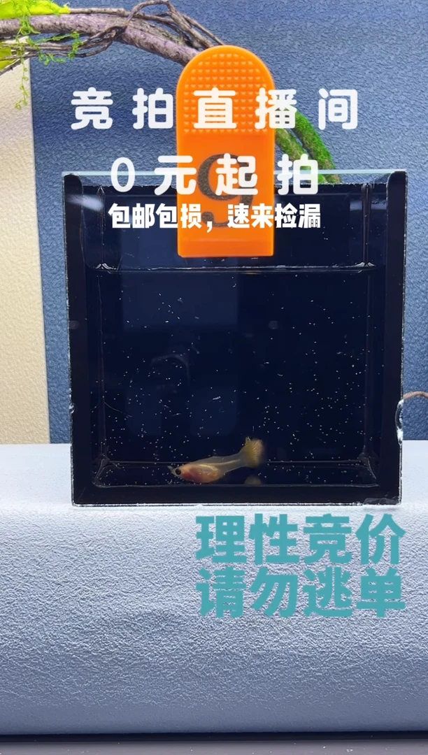 孔雀鱼黄蕾丝玻璃猫一对编号9