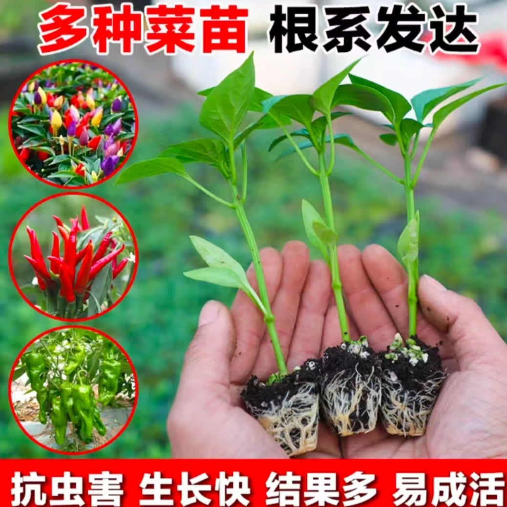 【辣椒苗】朝天椒小米椒薄皮椒长线椒灯笼椒甜椒五彩椒螺丝椒秧苗
