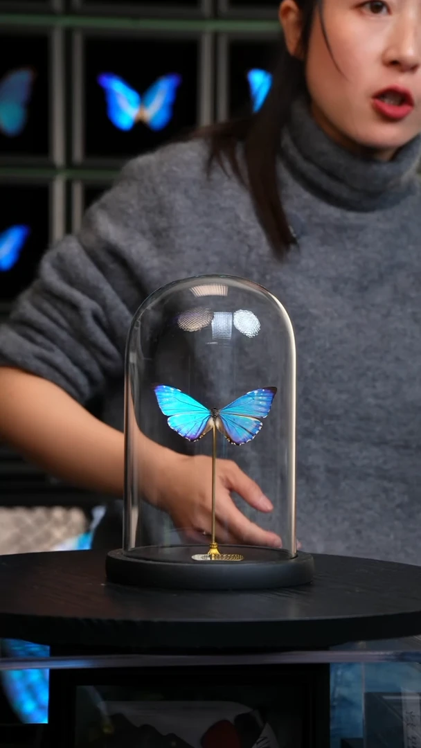 西风闪蝶玻璃罩摆件