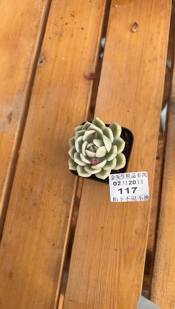 【闪购商品】0220-117黑玫瑰锦（大魔王专拍）