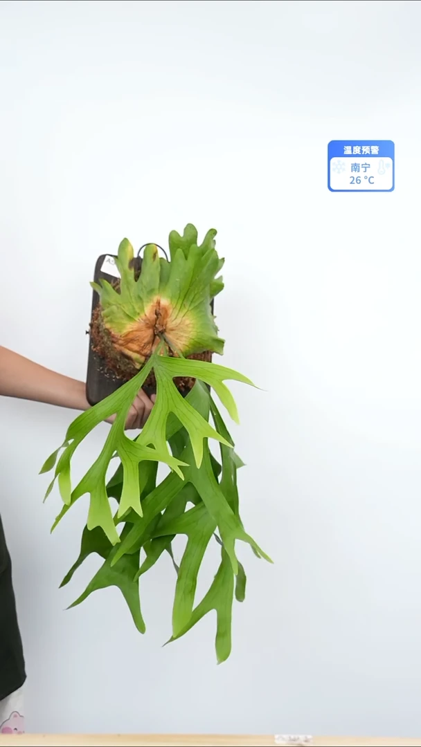 完全开放a533皇冠