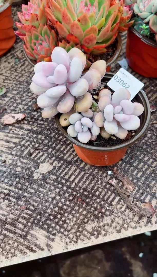 艾*多肉植物一物一拍03062