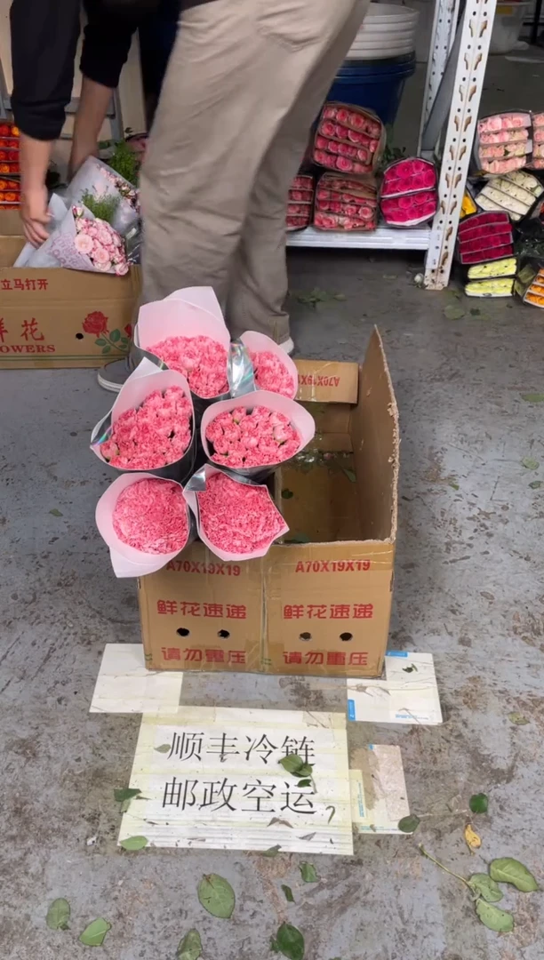 粉钻 康乃馨6扎 （120枝）