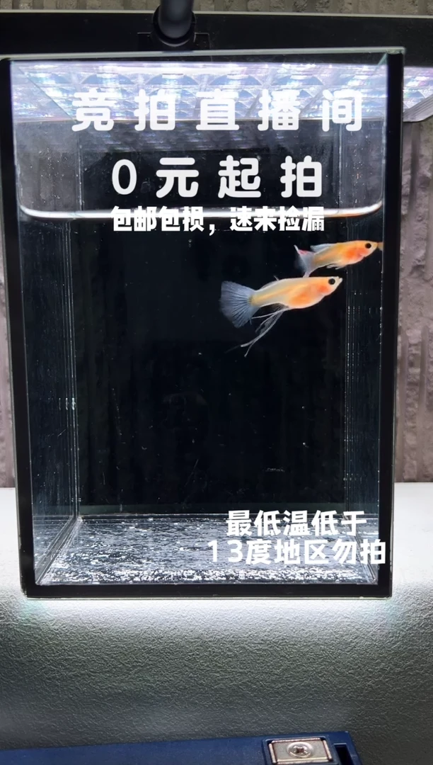 孔雀鱼黄肉蓝礼服C一对编号7