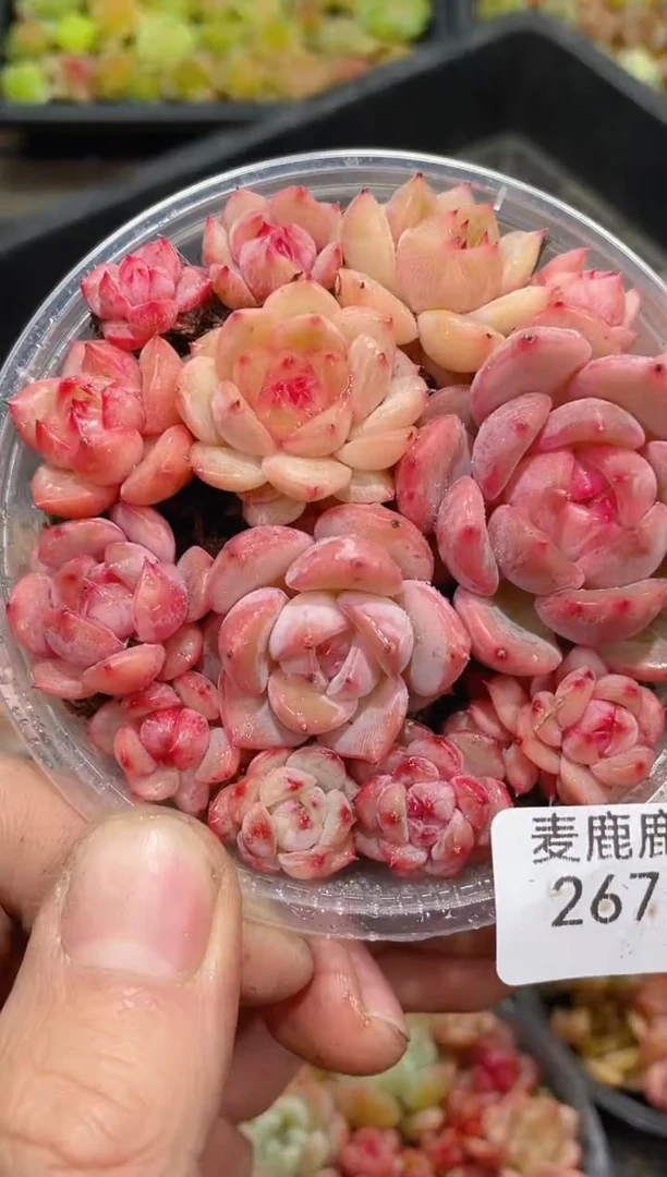 267粉秃子    量拍