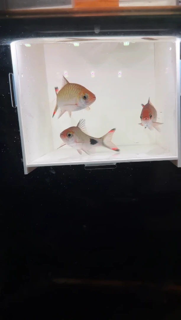 工具鱼紫红两点鲫333