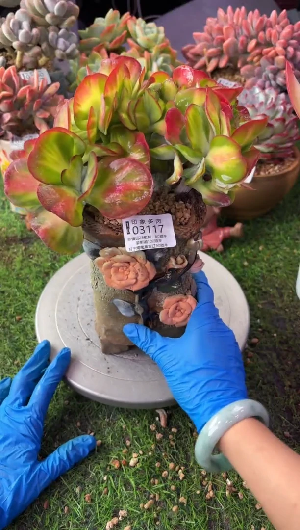 昆明印象多肉03117