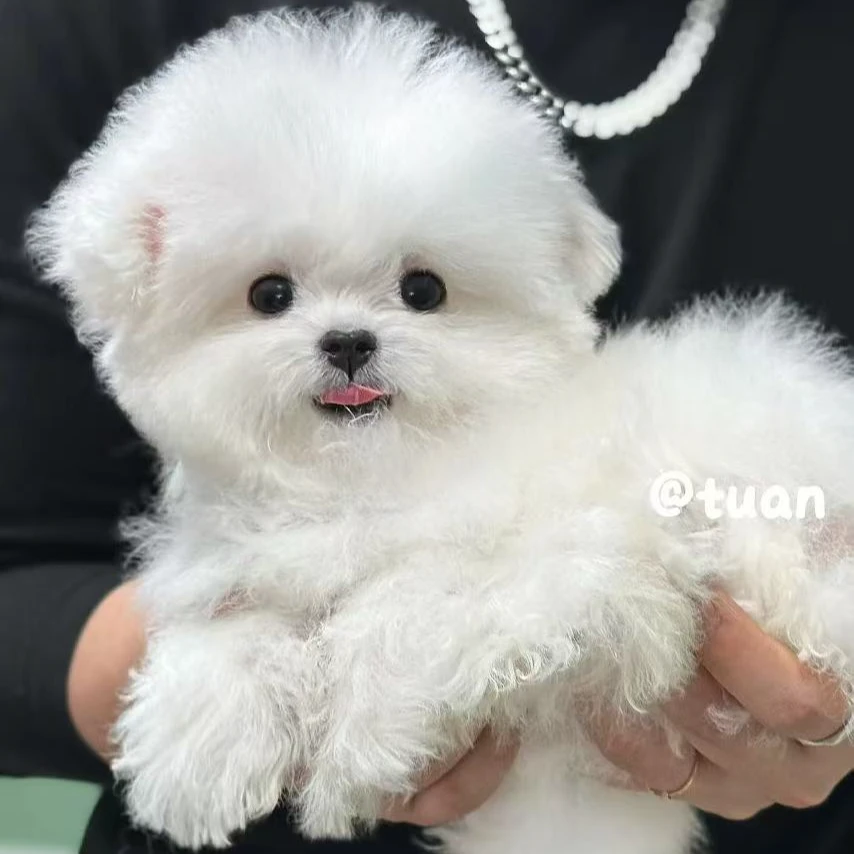 【狗不理团韩系小体比熊】狗狗活体专属链接