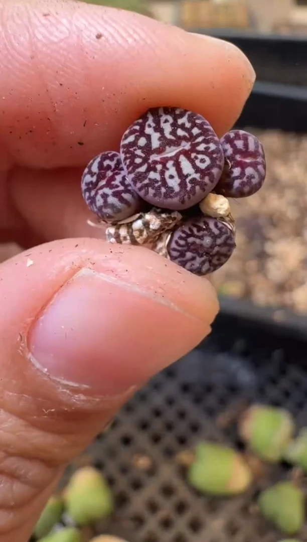 29-176多肉植物肉锥