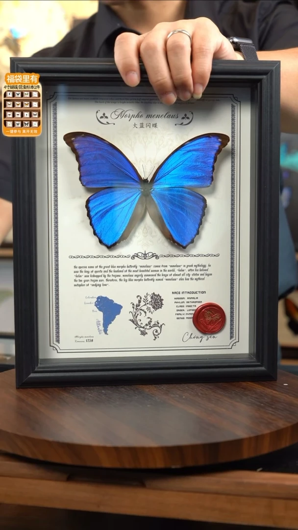 大蓝闪蝶豪华版10寸欧式框（带证书）