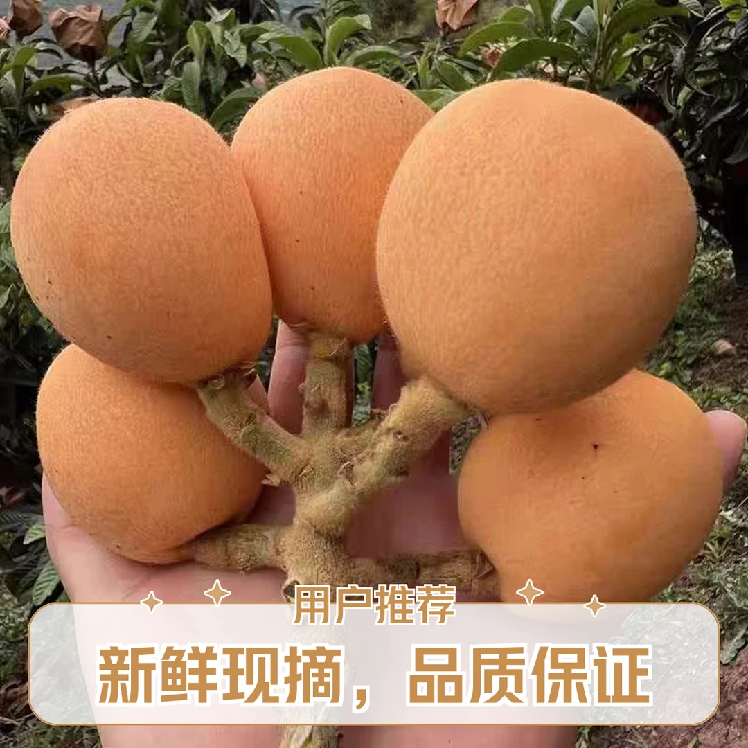 福建莆田高山5A特级果枇杷自然树上熟皮薄肉厚香甜多汁现摘现发