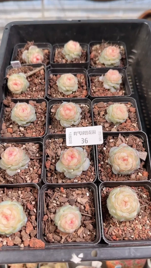 1222-36若画多肉量拍任意发一颗群生不包整