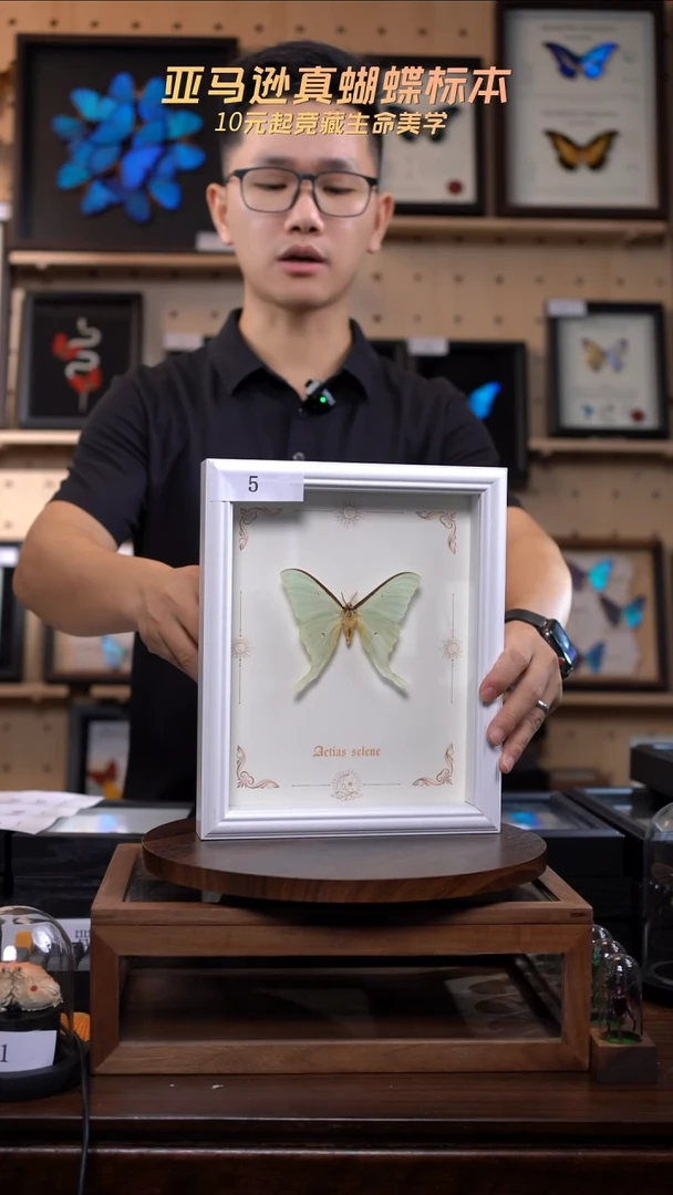 蛾子标本摆件10寸竖框5号