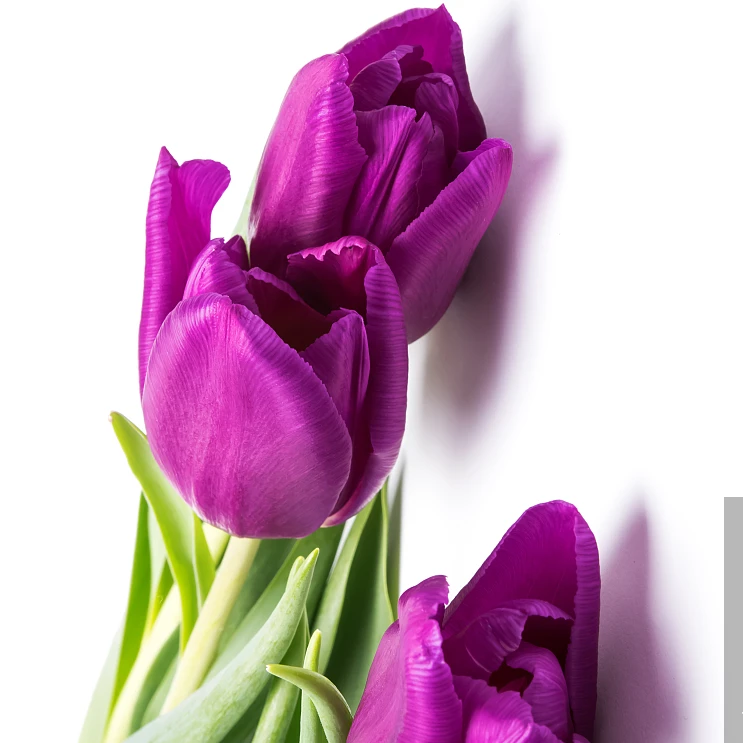 （紫色布雷特）超优品郁金香