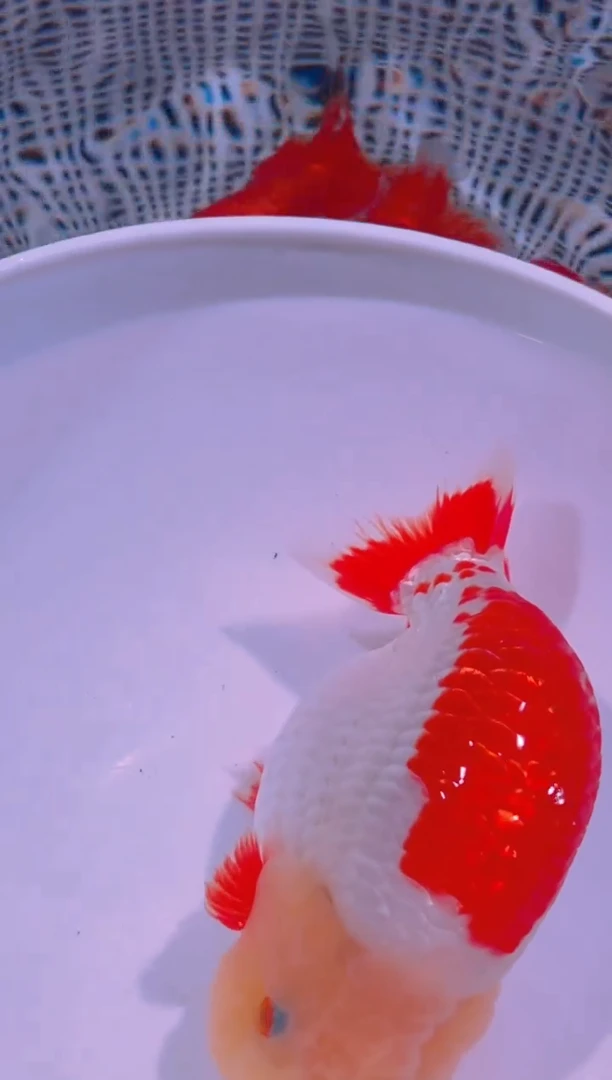 海水鱼@*心兰寿金鱼兰寿金鱼