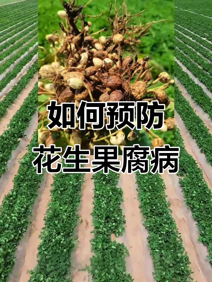 【李真农资】花生果腐病管理方案
