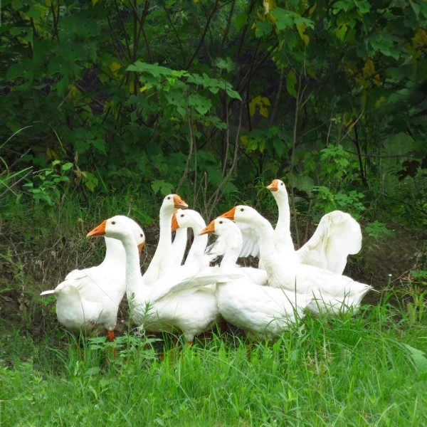 散养土大鹅杀好净重5-6斤青年鹅鹅肉带心肝(鹅头不带鹅包)