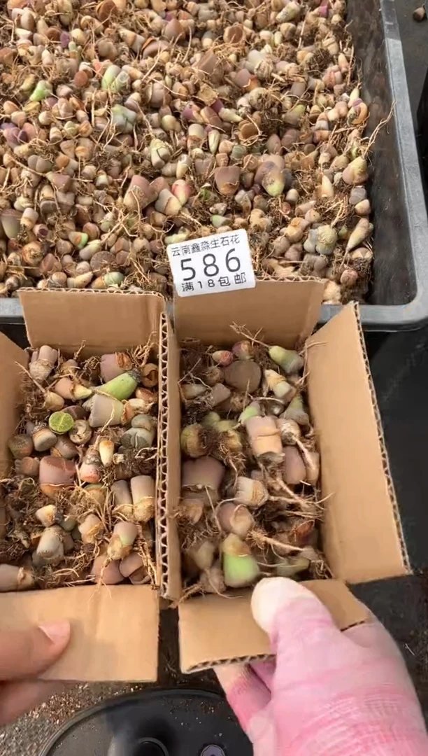 586散装彩混有疤瑕疵长腿发货1箱量拍