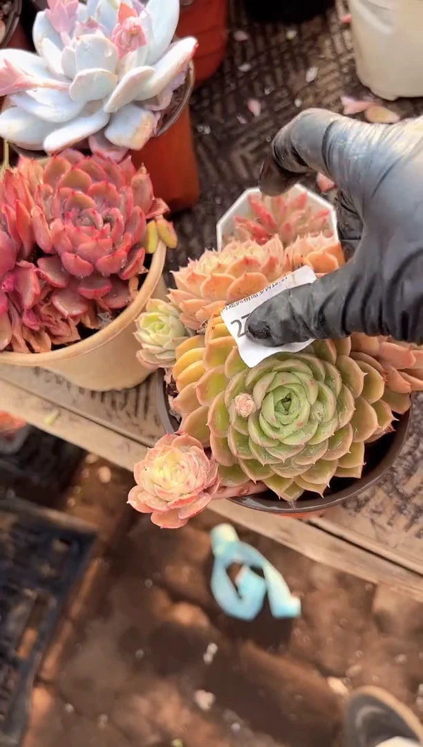 ?****己多肉植物一物一拍27347