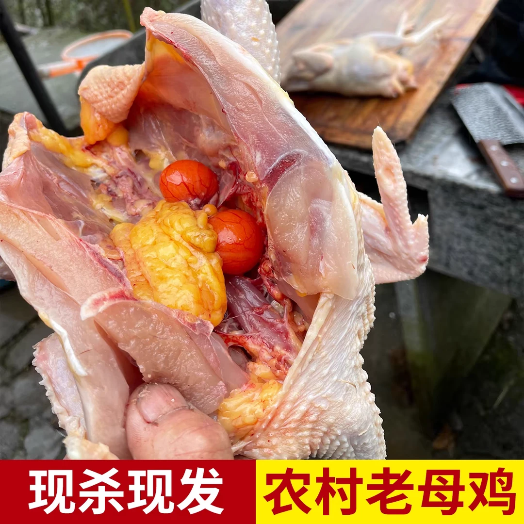 勺哥家直播福利拍1发2只大别山黄油老母鸡2年老鸡土鸡新鲜宰杀