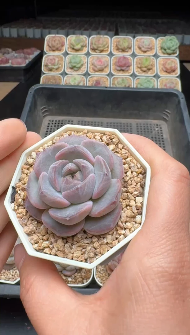 【闪购商品】433号 珍妮杂交多肉 花卉植物