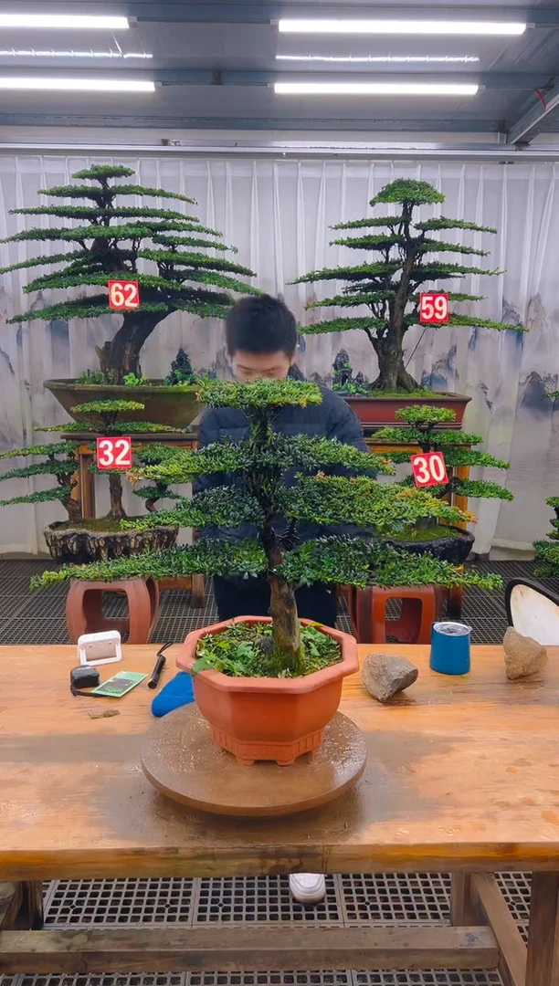 无花朵精品盆景直播间一物一拍
