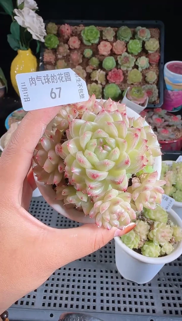 1117-67群生不包整