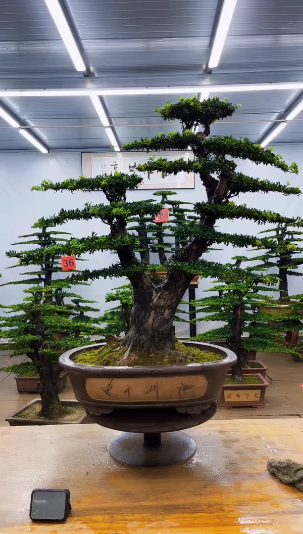 无花朵一物一拍，所见即所得
