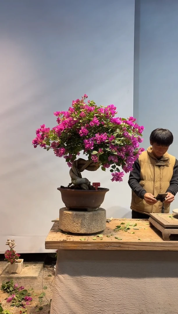 全部花朵王*策三角梅45