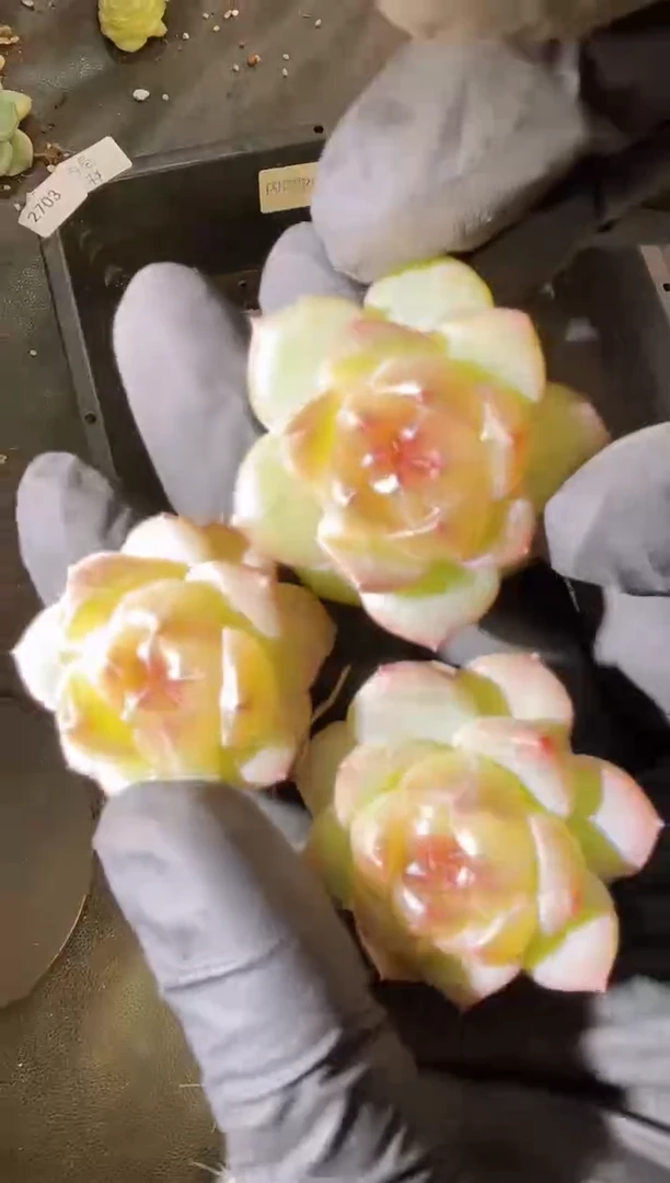 2703 斗鱼弹珠2-3厘米 量拍发一颗