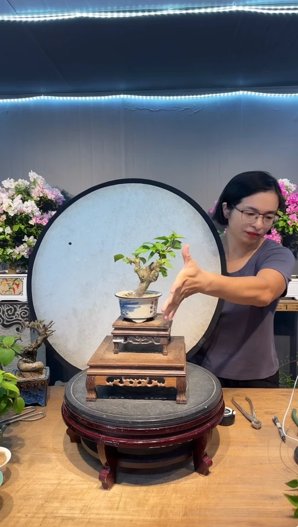 琰三角梅同安红三角梅