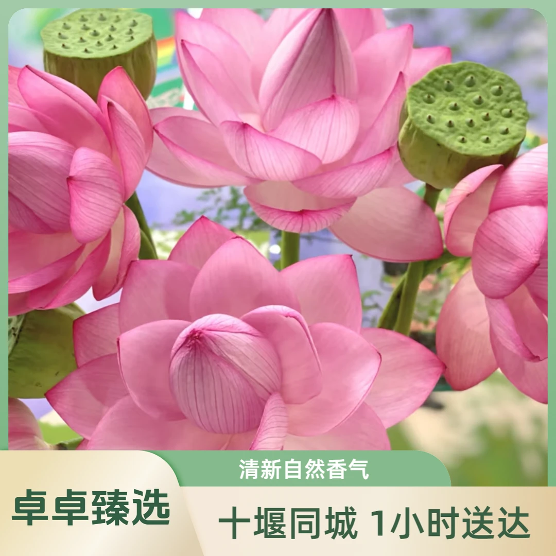 【荷花】十堰1小时送达 重瓣荷花现采现发鲜切荷花同城配送带杆水培现采现发荷花十堰同城鲜花配送