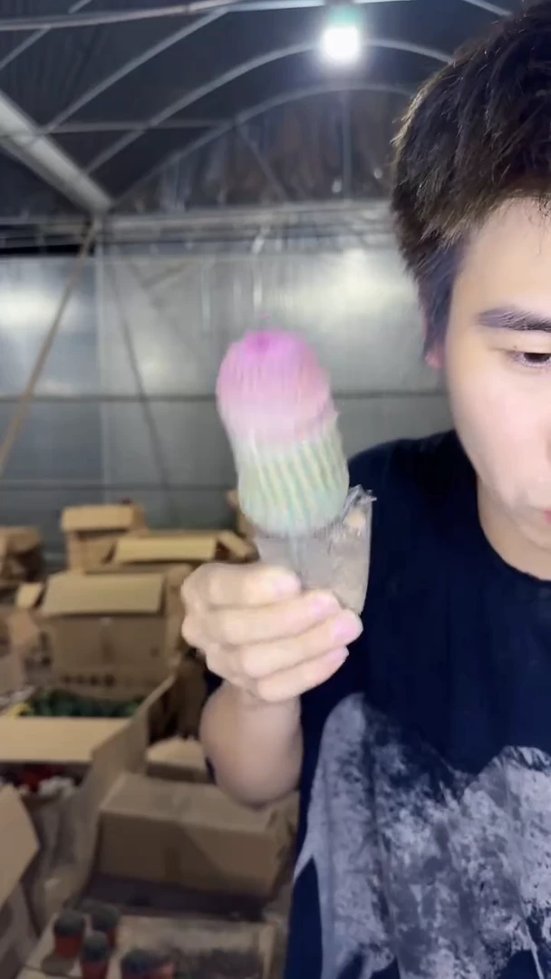 3颗 实生根 红太阳 高5-7cm