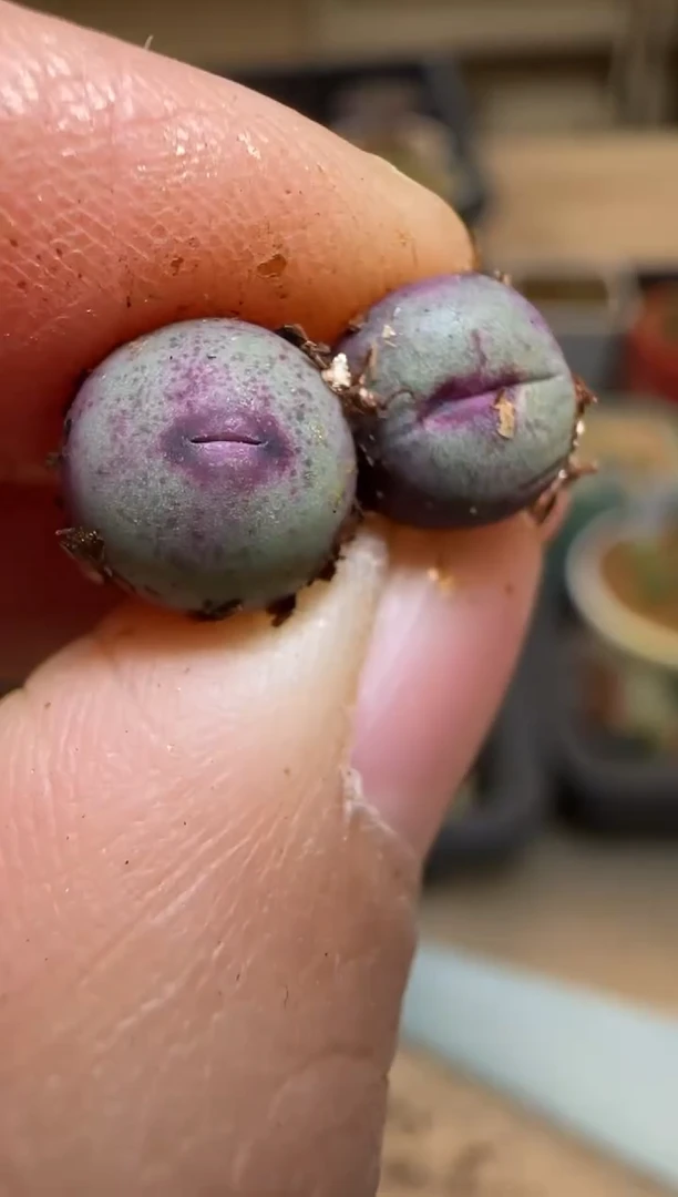 【闪购商品】7--31`SSW