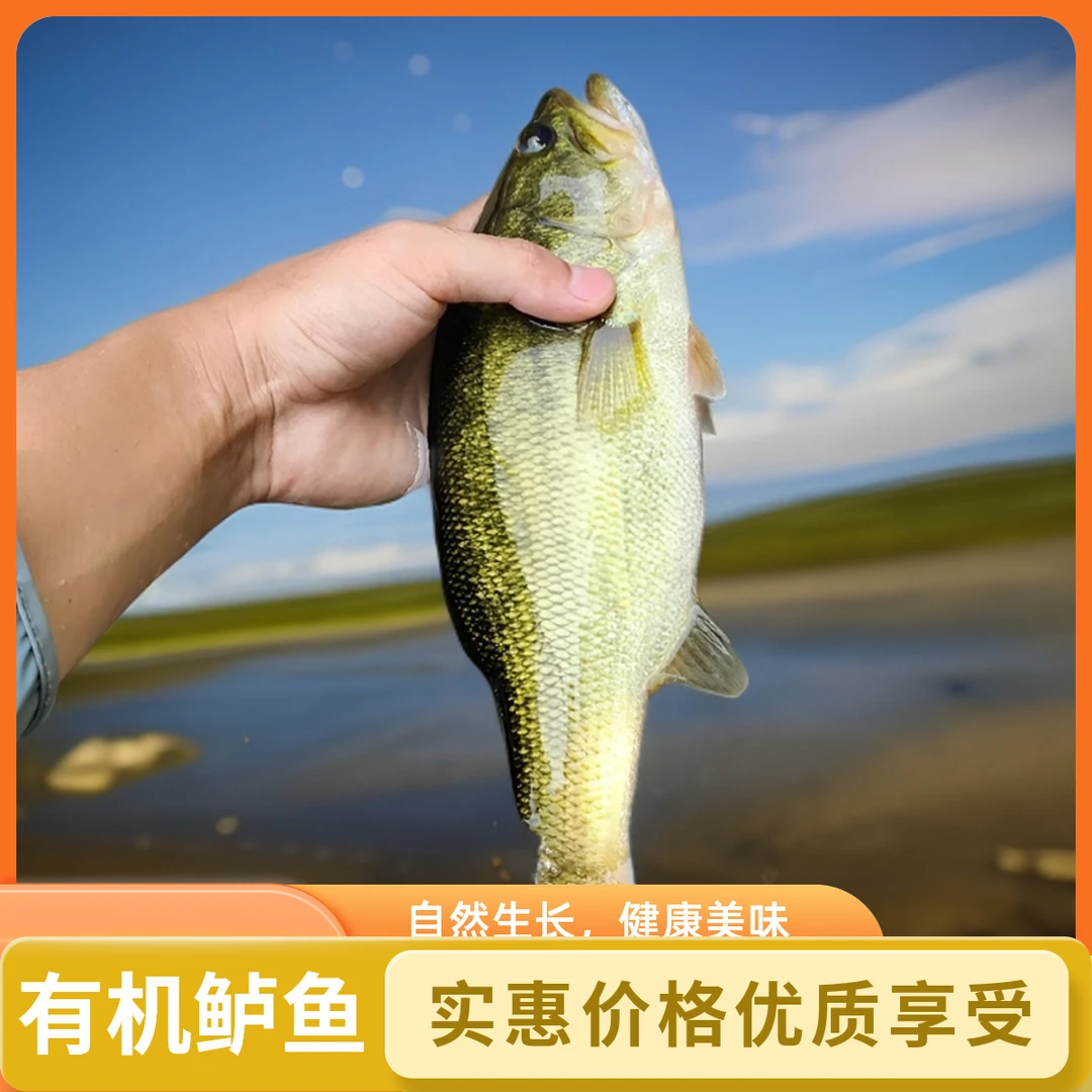 陕西汉中南湖有机淡水鲈鱼，库区直发冰鲜到家(川陕专拍）