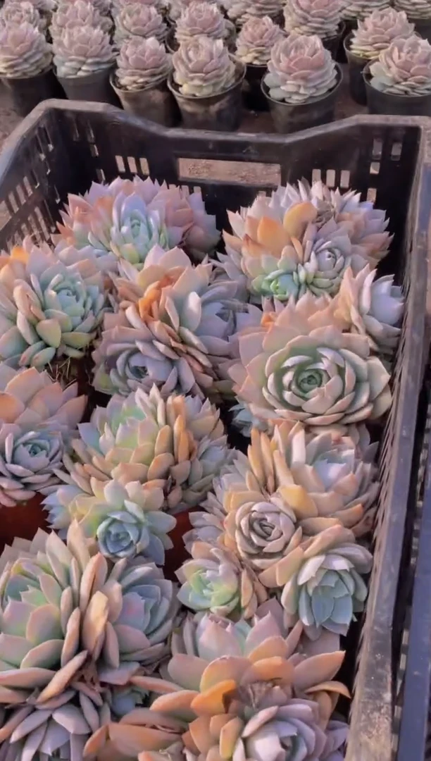 【闪购商品】木犀甜心 多肉植物