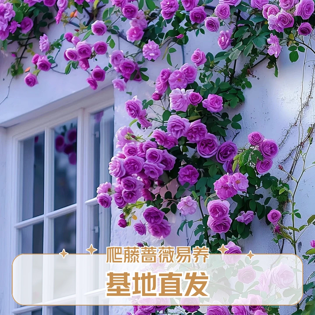 【基地清苗】爬藤蔷薇老桩花苗驱蚊庭院玫瑰耐寒耐热好养四季开花