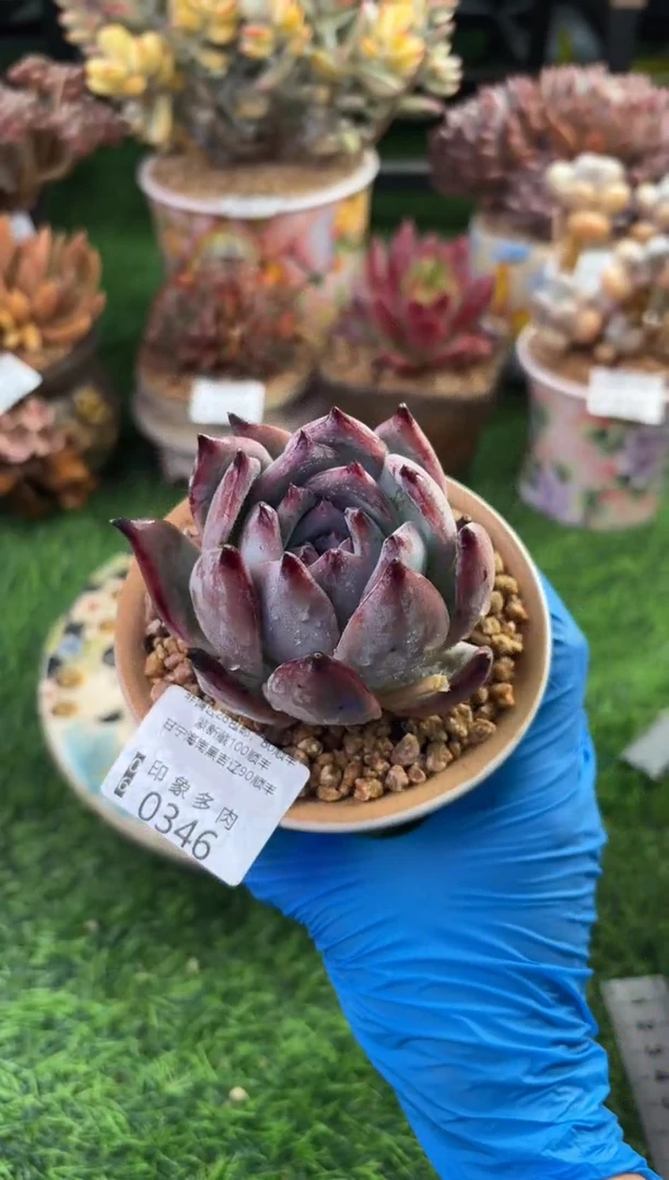 印象多肉0346阿拉丁7.5cm左右冠幅