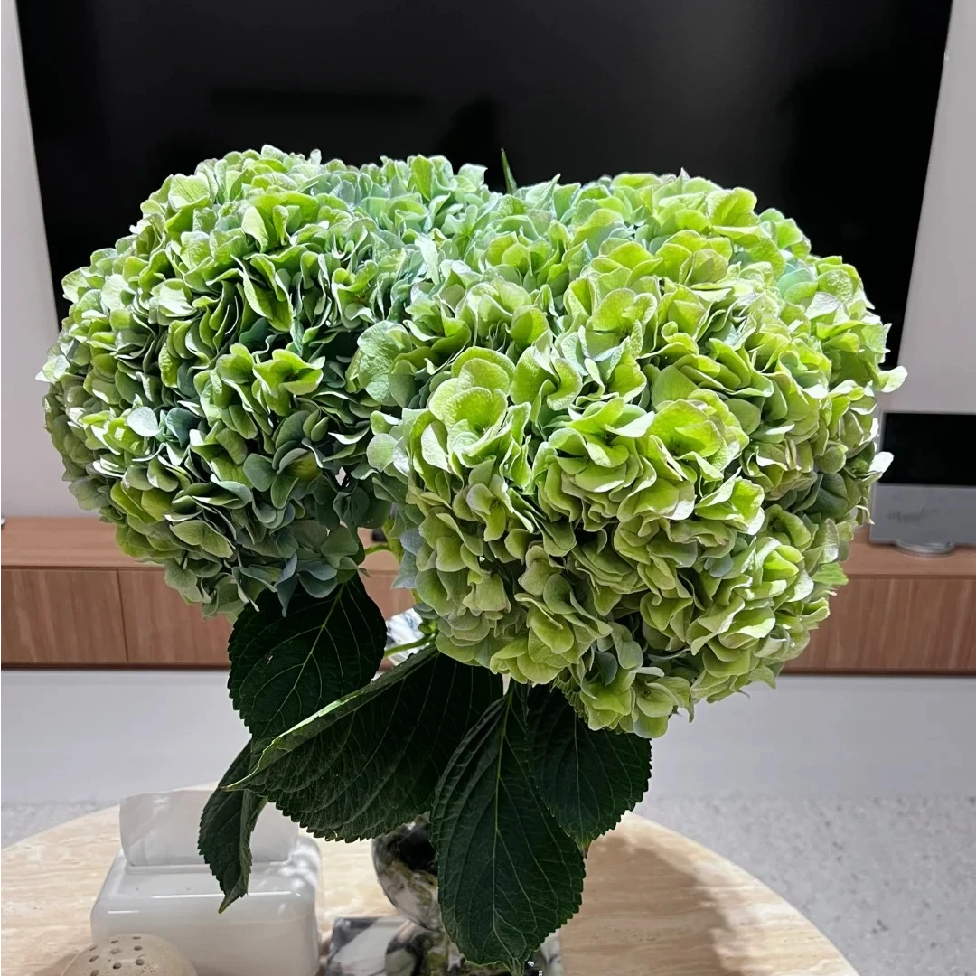 【七礼夫人】秋绣球 鲜切花 可做干花 云南昆明直发