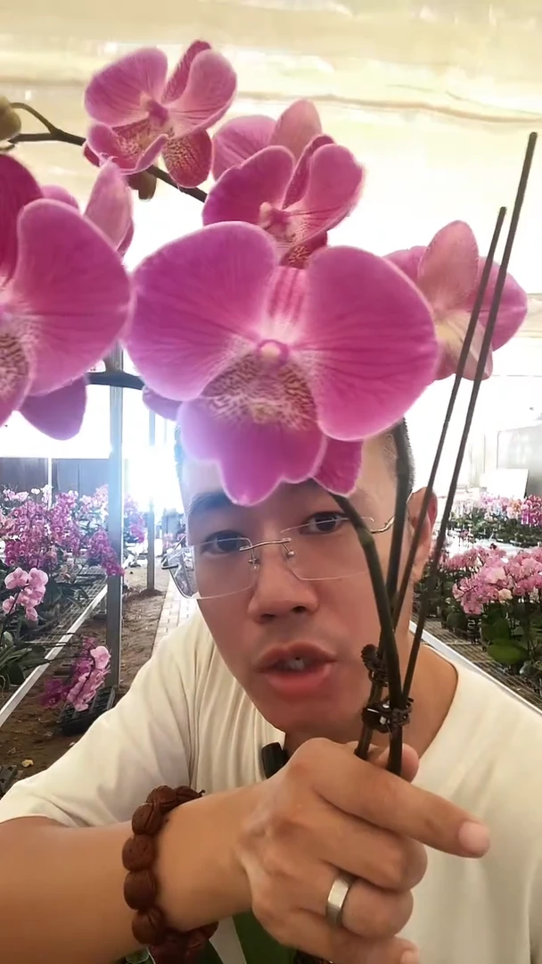 大部分开放少量花苞叶片微瑕双剑大性感1棵