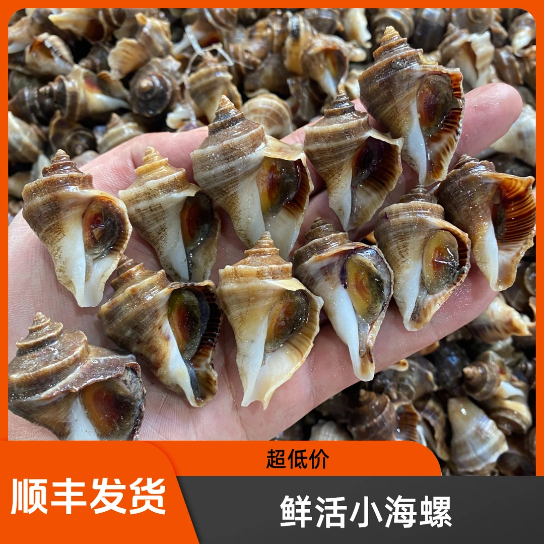 辽宁东港小海螺顺丰发货35-55头鲜活个别轻微泥沙介意勿拍