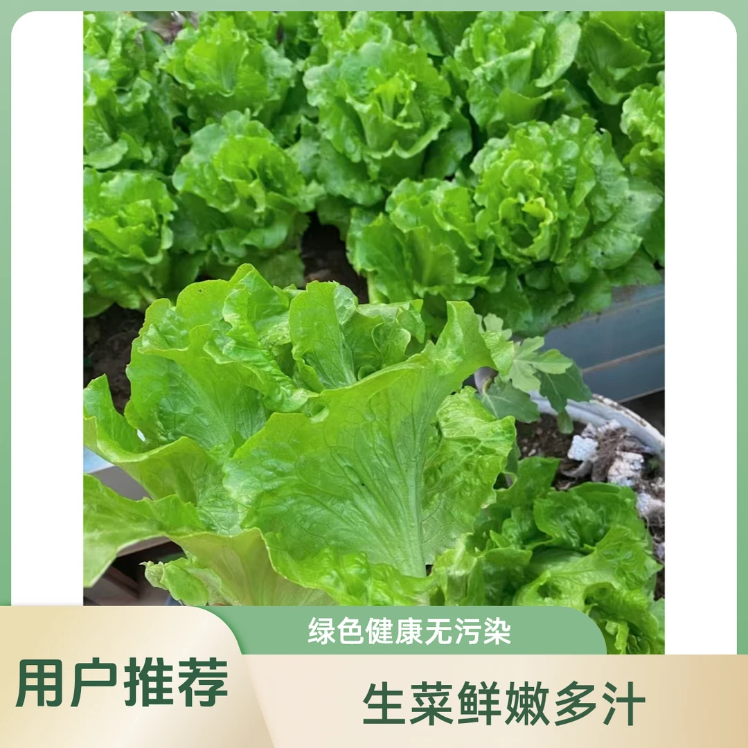 【鲜嫩】鸡窝生菜1份