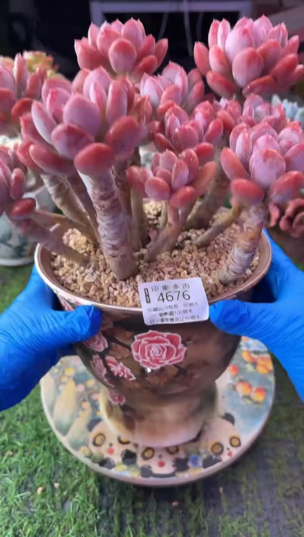 橙****ᐝ昆明印象多肉4676的盆