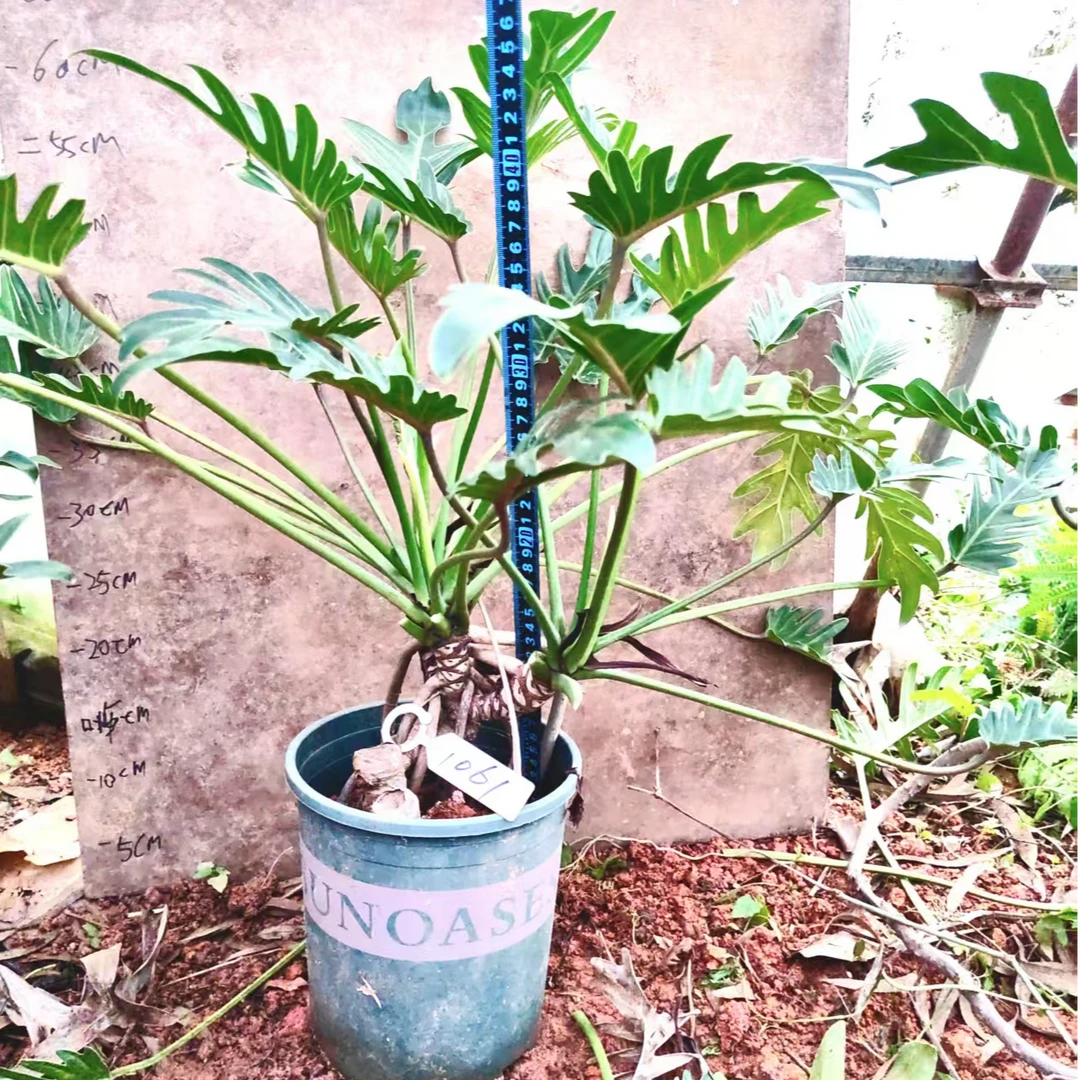 龙鳞小天使老桩绿植盆栽室内好养易活净化空气耐阴植物